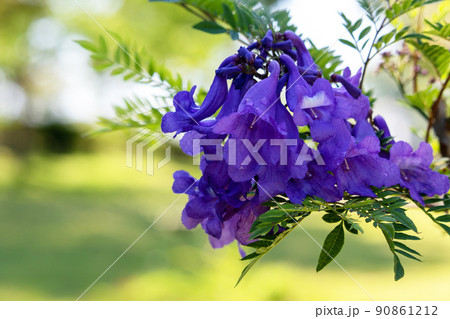 涼しげなジャカランダの花 涼しげなジャカランダの花 90861212
