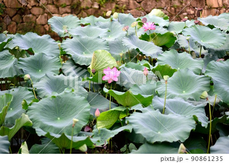 京都：嵐山　秋の小倉池の蓮の花　トロッコ嵐山駅前 90861235