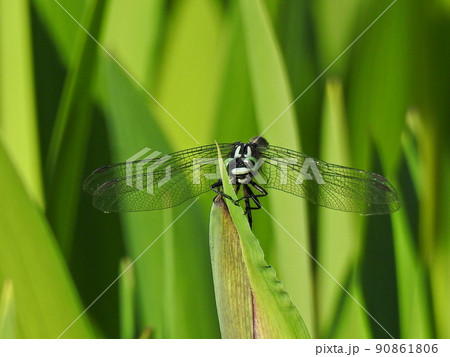 この葉っぱスキ~(タベサナエ) この葉っぱスキ~(タベサナエ) 90861806