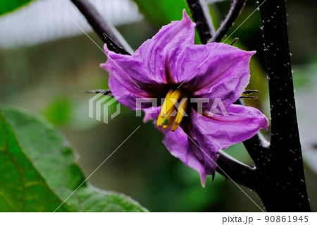 美しく咲くなすの花 90861945