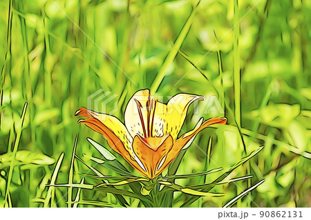 パステル調　”満開のエゾスカシユリ”　イラストイメージ 90862131