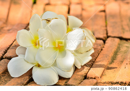 frangipani flowers on the ground frangipani flowers on the ground 90862418