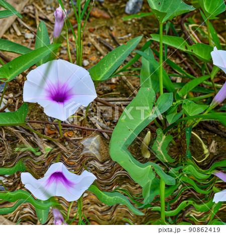 morning glory flowers on the ground 90862419
