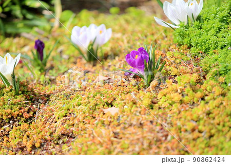 クロッカスの花 90862424