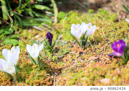 クロッカスの花 90862426