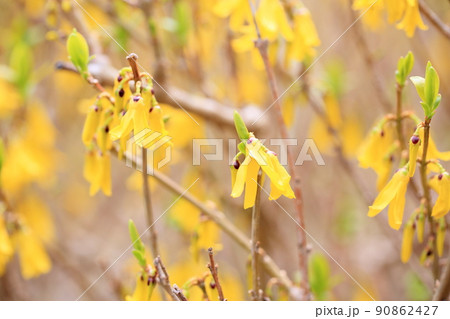 レンギョウの花 90862427