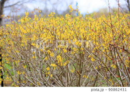 レンギョウの花 レンギョウの花 90862431