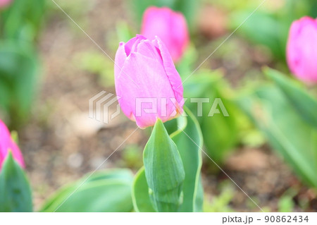 チューリップの花 チューリップの花 90862434