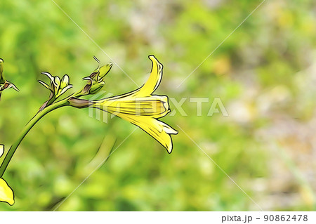 パステル調　”満開のエゾキスゲ”　イラストイメージ 90862478