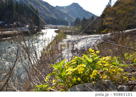 ミツバツチグリの咲く春の山里 福島県只見町蒲生 ミツバツチグリの咲く春の山里 福島県只見町蒲生 90863101