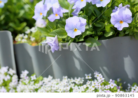 ビオラの花 ビオラの花 90863145