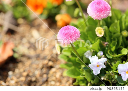 デイジーの花 90863155