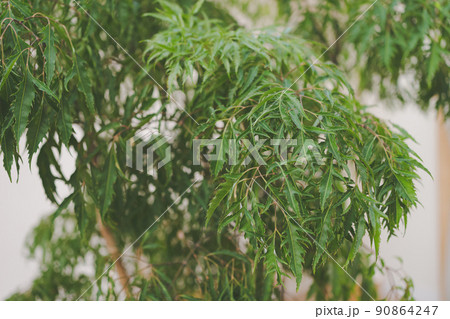 観葉植物 観葉植物 90864247