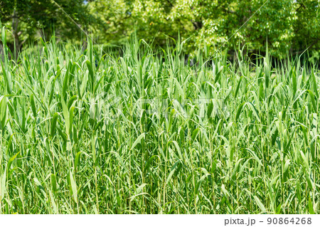 新緑　イメージ・背景素材 90864268