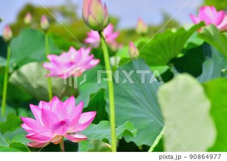 初夏の風景 大賀ハスの花 初夏の風景 大賀ハスの花 90864977