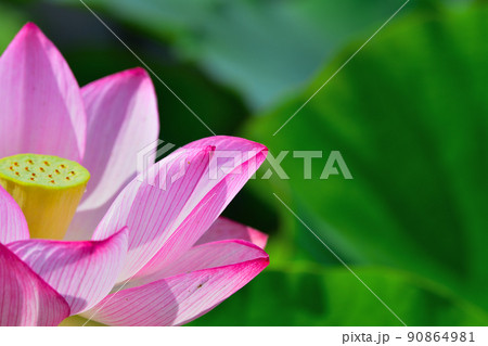 初夏の風景 大賀ハスの花 初夏の風景 大賀ハスの花 90864981