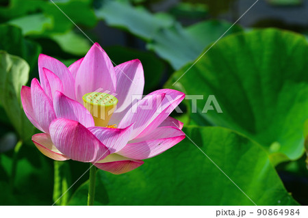 初夏の風景　大賀ハスの花 90864984
