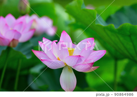 初夏の風景 大賀ハスの花 初夏の風景 大賀ハスの花 90864986
