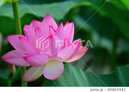 初夏の風景 大賀ハスの花 初夏の風景 大賀ハスの花 90864992