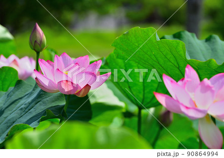 初夏の風景　大賀ハスの花 90864994