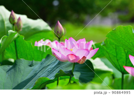 初夏の風景　大賀ハスの花 90864995