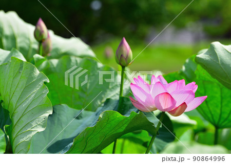 初夏の風景 大賀ハスの花 初夏の風景 大賀ハスの花 90864996