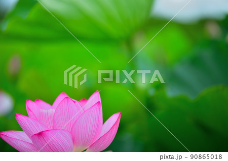初夏の風景　大賀ハスの花 90865018