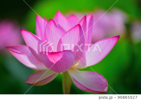 初夏の風景　大賀ハスの花 90865027