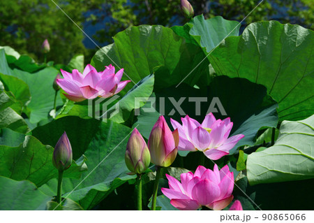 初夏の風景　大賀ハスの花 90865066