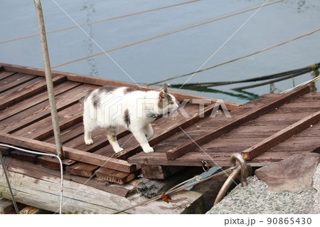 青島の猫 90865430