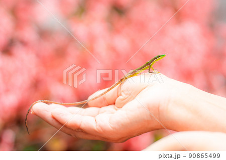 手のひらの上のトカゲ 90865499