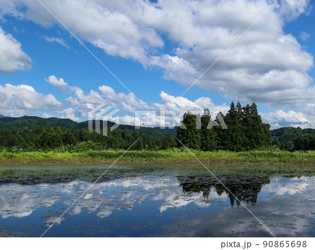小さな水草の浮いている池に移り込む大きな雲と木々 小さな水草の浮いている池に移り込む大きな雲と木々 90865698
