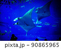 水族館のマンタ 90865965