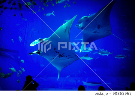 水族館のマンタ 水族館のマンタ 90865965