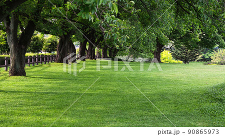 青空の下の初夏の爽やかな草原の風景 青空の下の初夏の爽やかな草原の風景 90865973