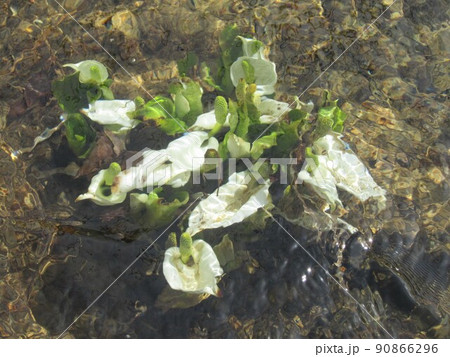 湿原の水面下で咲く水芭蕉 (群馬県片品村 尾瀬ヶ原) 湿原の水面下で咲く水芭蕉 (群馬県片品村 尾瀬ヶ原) 90866296