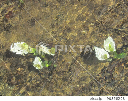 水芭蕉　（群馬県片品村　尾瀬ヶ原） 90866298