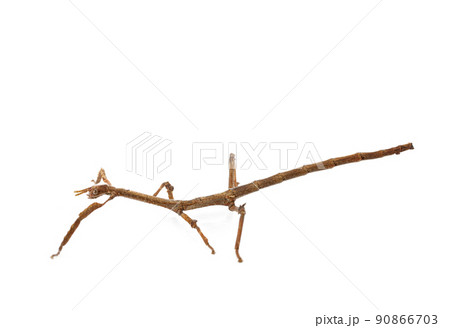 stick insect in studio 90866703