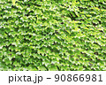 ツタ　蔦 90866981