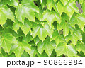 ツタ　蔦 90866984