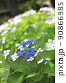 アジサイ　紫陽花 90866985