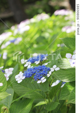アジサイ 紫陽花 アジサイ 紫陽花 90866985