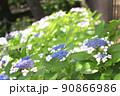 アジサイ　紫陽花 90866986