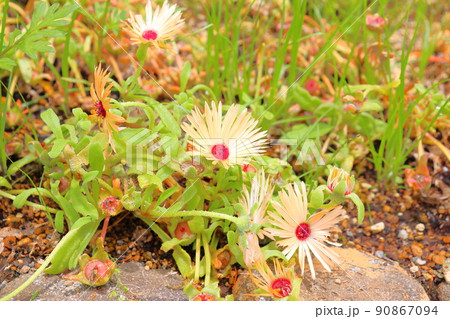 リビングストンデージー　淡黄色の花 90867094