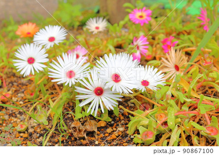 リビングストンデージー 白色の花 ピンク色の花 リビングストンデージー 白色の花 ピンク色の花 90867100