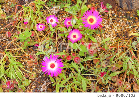 リビングストンデージー ピンク色の花 リビングストンデージー ピンク色の花 90867102