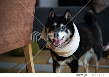 首ヘルニアの柴犬 90867937