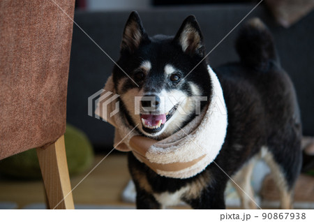 首ヘルニアの柴犬 首ヘルニアの柴犬 90867938