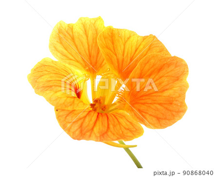 Nasturtium flower 90868040