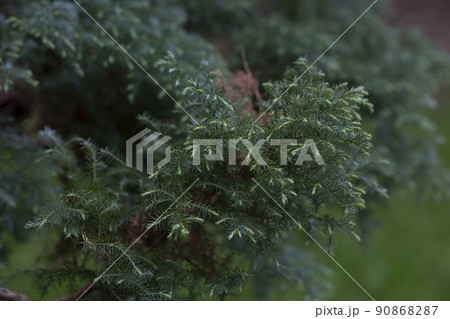 Chamaecyparis pisifera boulevard close-up. coniferous background selectiv focus Chamaecyparis pisifera boulevard close-up. coniferous background selectiv focus 90868287